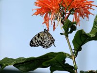 Tree Nymph Butterfly